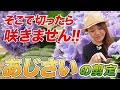 【これで失敗しない‼︎】あじさいの正しい管理方法を教えます【初心者向け】【ガーデニング】【園芸チャンネル】