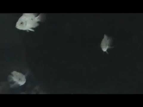 Trimac cichlid Fish