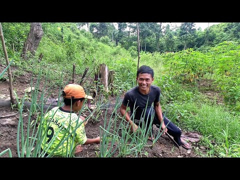 Video: Apa yang bisa saya tanam sekarang?