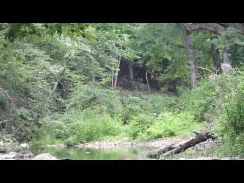 Alabama Bigfoot and