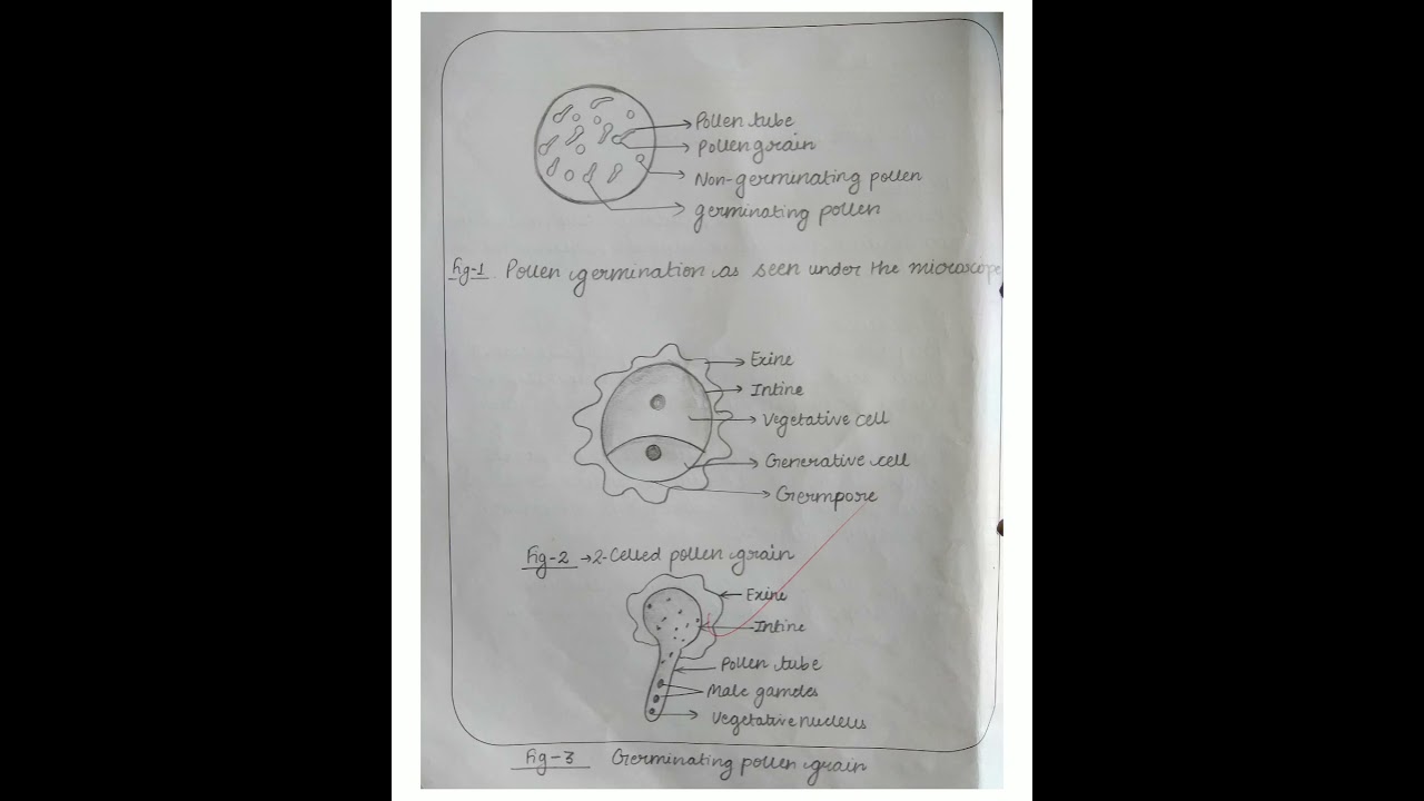 To study the pollen germination on slide Class12 Biology practical
