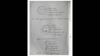 To study the pollen germination on slide ||Class12 || Biology practical with observation.
