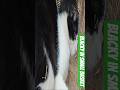 Blacky with Persian cat Dodo #conversation#trend #cat #cutecat #viral #funny #pets # # shorts