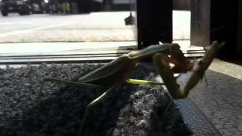Praying mantis eating stink bug