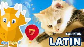 Learn Latin for Kids: Animals | Online Latin Lessons for Children