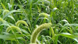 JEWAWUT TANAMAN PANGAN YANG TERABAIKAN.