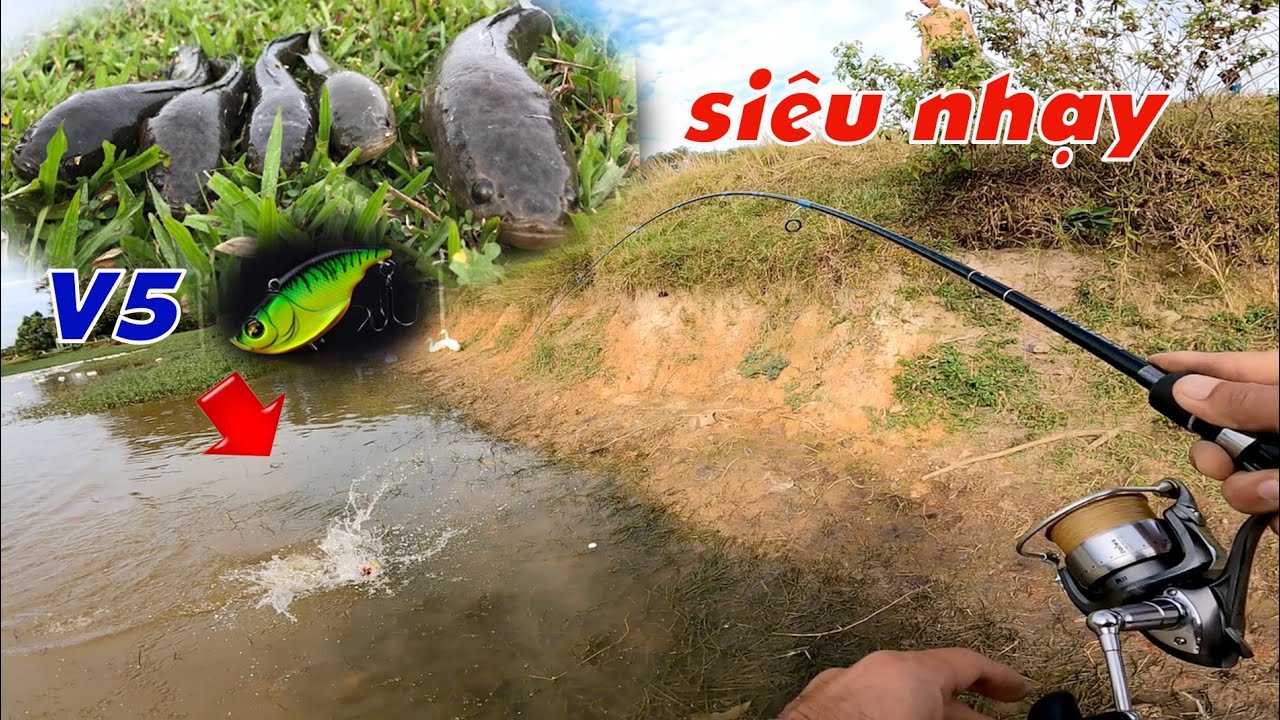 Câu Lure Cá Lóc ✅ Thử Lure Cá Lóc Bằng Mồi Lửng V5 và Cái Kết | Tâm Râu Vlog #292