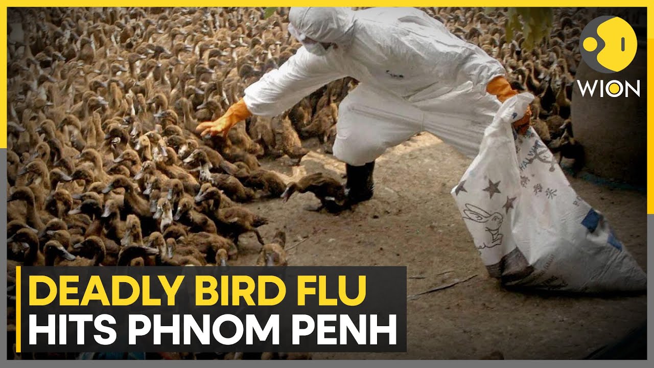 Avian Influenza: Cambodia Reports Fatal H5N1 Bird Flu Case in 22-Year ...