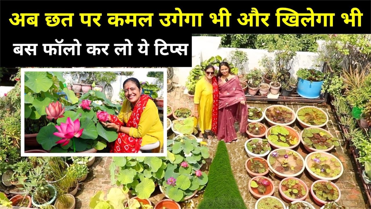 Lotus Garden🌷on Terrace, उगाने और देखभाल का Step by Step Process || Unique Farming
