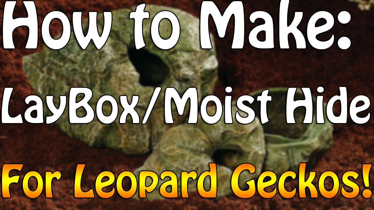How to Make a Laybox/Moist Hide for Leopard Geckos YouTube