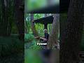 Tersesat di Hutan, Bikin Rumah Pohon π²