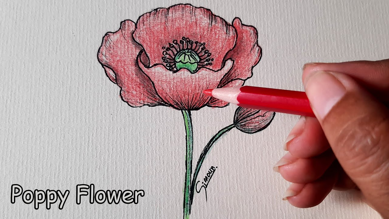 How To Draw Poppy Flower Colors