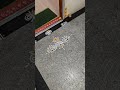 #rangoli #kolamrangoli #freehandrangolis #simplerangoli #dailyrangoli
