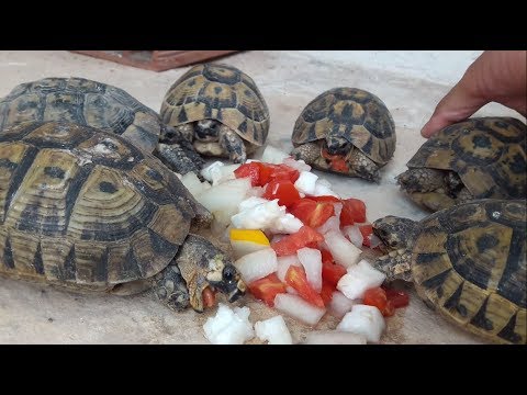 فيديو: ما هي السلاحف البرية
