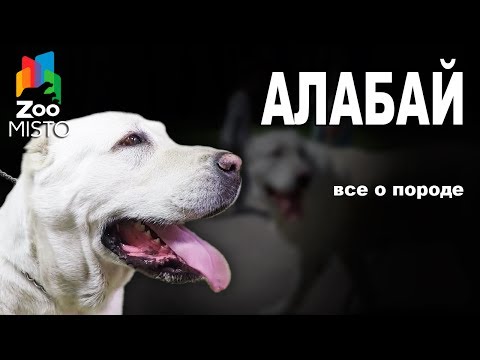 Алабай - Все о породе собаки | Собака породы - Алабай