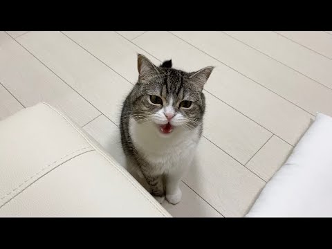 ずっと鳴き続けたら声が枯れて出なくなっちゃった猫がこちらです…