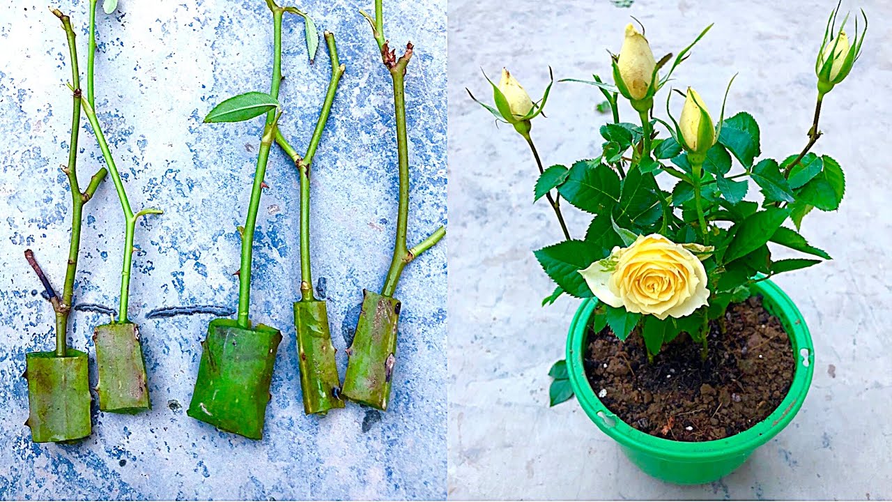 try combining aloe vera and orange to grow roses from branches - YouTube