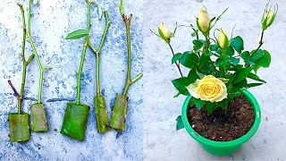 try combining aloe vera and orange to grow roses from branches