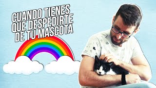 Eutanasia en gatos y perros | Cómo afrontar la difícil decisión de dormir a tu mascota