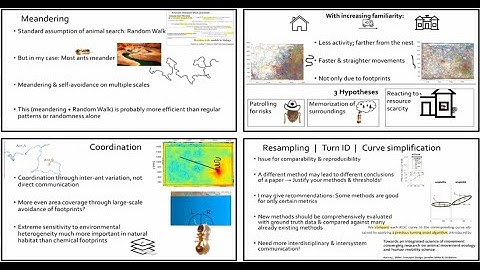 Ant Search Strategies: PhD defense