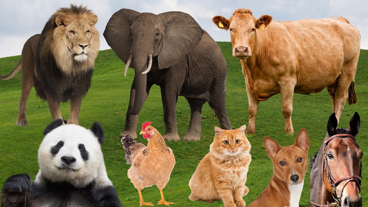 Top 20 Most Powerful Animal Sounds (Real & Loud)