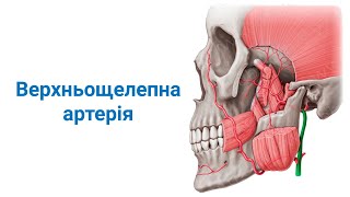 Верхньощелепна артерія