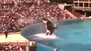 Killer Whale Attacks at Sea World! UNCUT VIDEO!!!!!