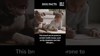 Proper Care for American Bulldogs #shorts #dog #facts #dogs