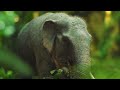 Prehistoric Planet Ice Age [2025] - Mother Dwarf Stegodon Screen Time