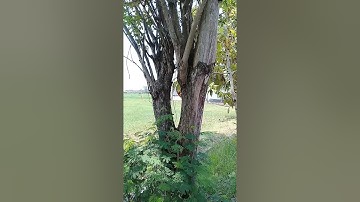 LAGU : PASRAH Muchsin A REVINA ALFIRA ( Lokasi : Cangkring Tegowanu Grobogan Jateng).