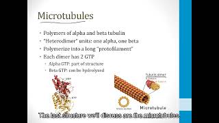 6.3.3 Cytoskeleton