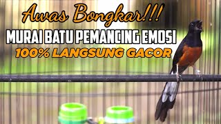 TEMBAKAN MURAI BATU GACOR 100% AMPUH MEMANCING EMOSI DAN BONGKAR ISIAN