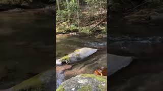 Turniptown Creek in Ellijay, Ga. Did you see the deer crossing?