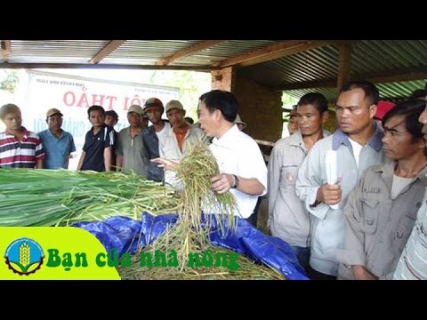 cách ủ cỏ cho bò