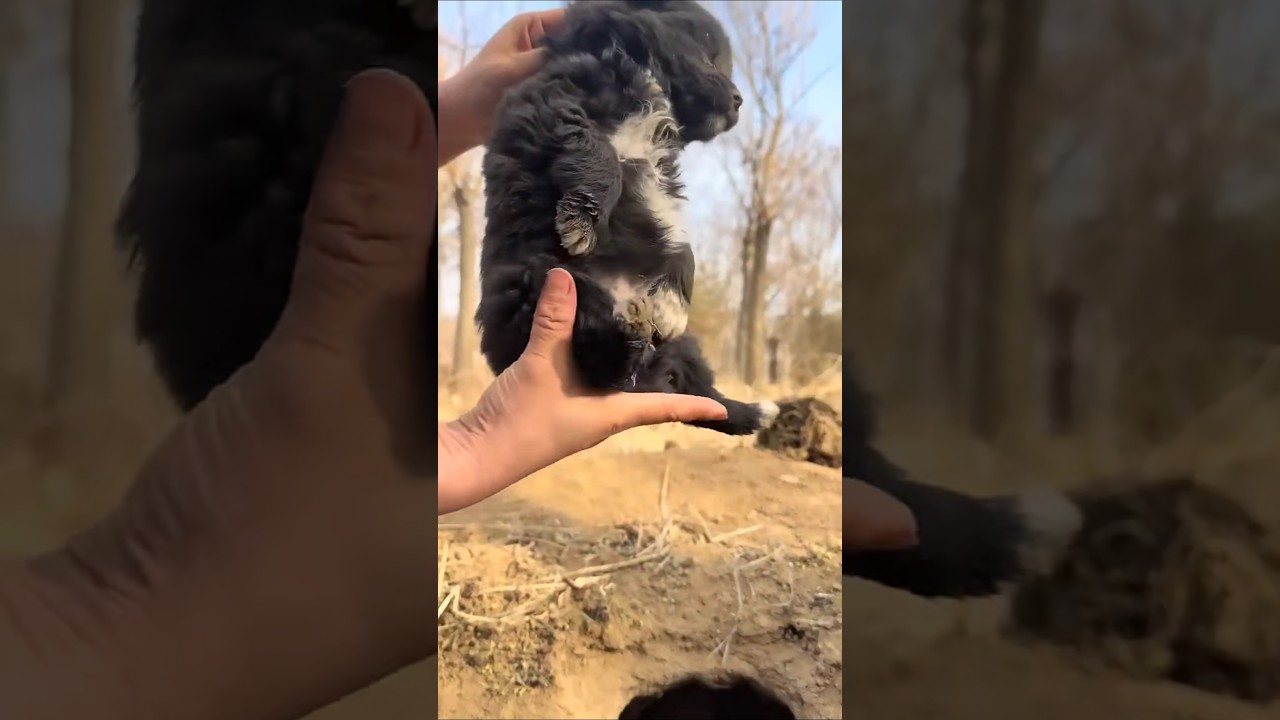 Ravaging a small local dog, cute pet debut plans, dogs, sun em