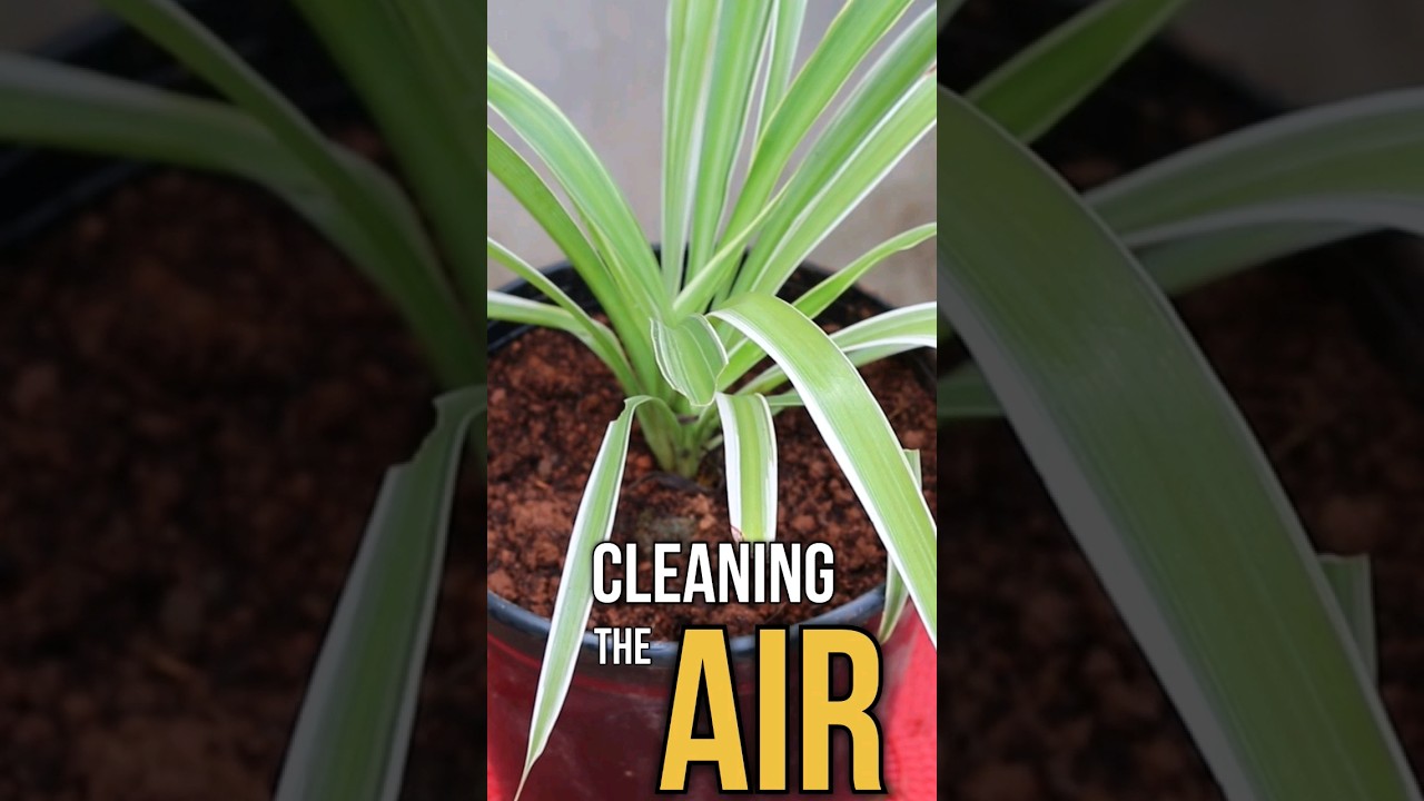 Spider Plant | The Natural Air Purifier - YouTube