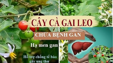 Thuốc quý hỗ trợ điều trị bệnh gan từ cây Cà gai leo