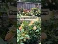 Bliss Parfuma | In Loving Memory of My Mother#rosegarden#gardening#gardenroses#roses#mothersday