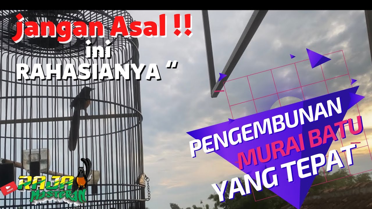 Teknik Pengembunan Murai Batu yang benar