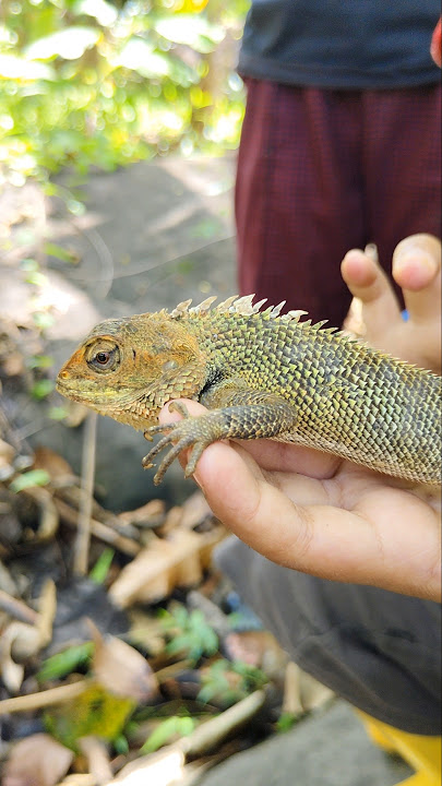 Bunglon Kecil Ini Punya Kekuatan Super!
