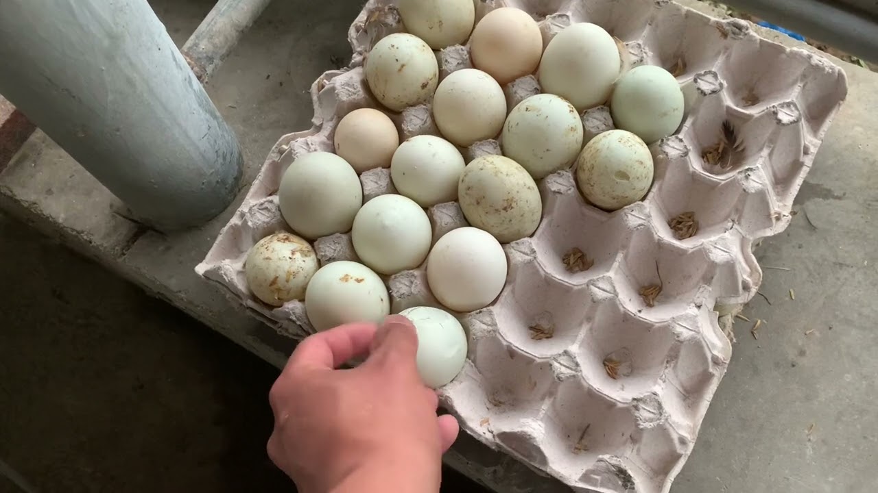 Maganda na itlog 2 months palang sa pagkasampa