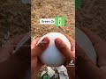 Numberblocks Fanart Satisfying Numberblock 24 Numberblocks Satisfying Satisfyingvideo 