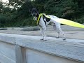 P1000510　日本テリア(Japanese Terrier,Nihon Terrier) の動画、YouTube動画。
