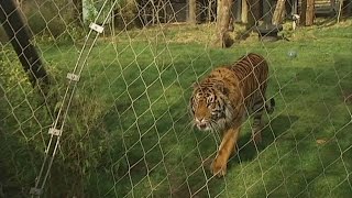 Zookeeper mauled to death by tiger screenshot 3