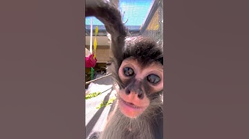 This camera is spider monkey approved ✅