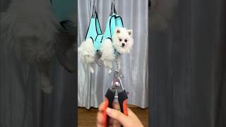 Nico is most afraid of cutting his nails! #funny #smartnico #dog #nico #pets