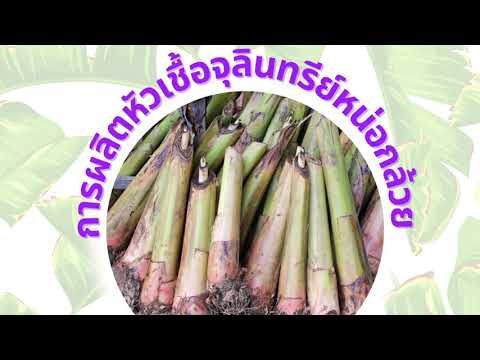 การผลิตสารชีวภาพที่ใช้ในการกำจัดวัชพืช