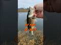 I catch my first fish of 2024, a 12" Florida Largemouth Bass. #fishing #bassfishing