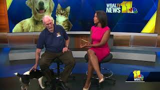 Misty the jack russell mix needs a good home 20 Jack Russell Terrier Mixes That Will Melt Your Heart