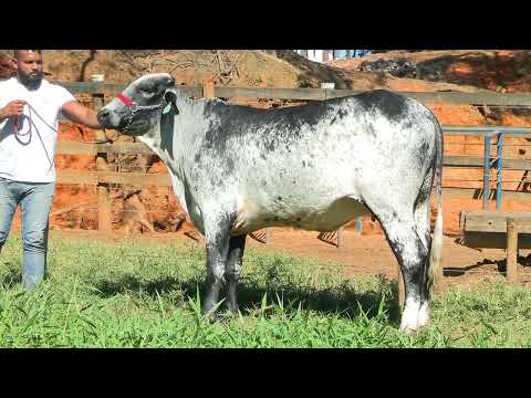 LOTE 8 • LEILÃO GIROLANDO CAIAPÓ • CAIP 0126